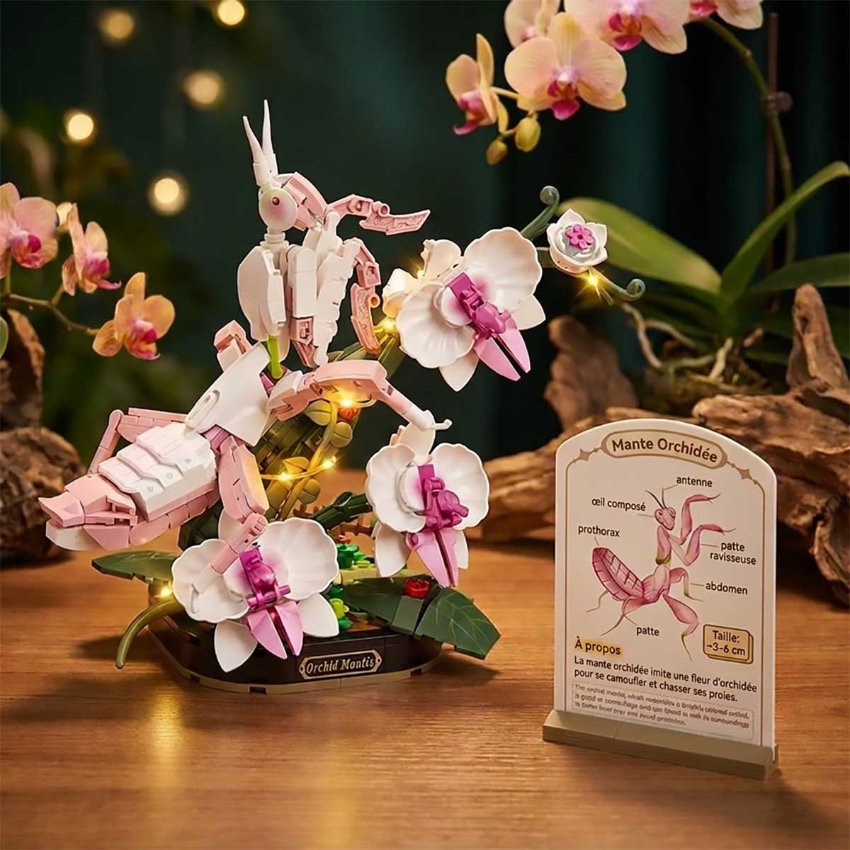 Maquette mante orchidée